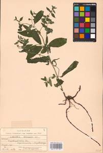 MHA 0 157 981, Мята полевая L., Восточная Европа, Южно-Украинский район (E12) (Украина)