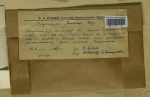 Polytrichum jensenii I. Hagen, Гербарий мохообразных, Мхи - Западная Сибирь (включая Алтай) (B15) (Россия)