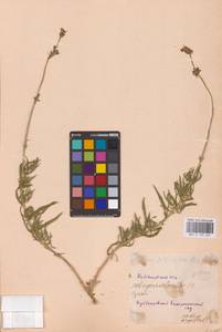Смолевка сибирская (L.) Pers., Восточная Европа, Средневолжский район (E8) (Россия)