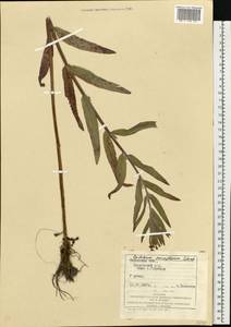 Кипрей мелкоцветковый Schreb., Восточная Европа, Западно-Украинский район (E13) (Украина)