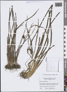 Сусак зонтичный L., Сибирь, Алтай и Саяны (S2) (Россия)