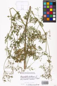 Бутень клубненосный L., Восточная Европа, Московская область и Москва (E4a) (Россия)