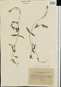 Звездчатка злаковая, Звездчатка злаковидная L., Восточная Европа, Западно-Украинский район (E13) (Украина)