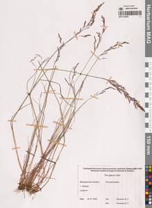 Мятлик сизый Vahl, Сибирь, Чукотка и Камчатка (S7) (Россия)