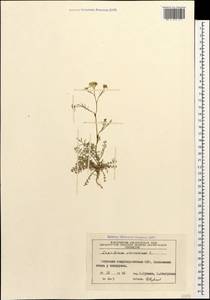 Клоповник пузырчатый L., Кавказ, Азербайджан (K6) (Азербайджан)