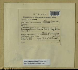 Polytrichum densifolium Wilson ex Mitt., Гербарий мохообразных, Мхи - Центральное Нечерноземье (B6) (Россия)