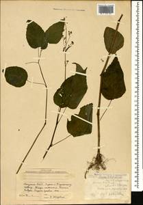 Двулепестник парижский, Цирцея парижская L., Кавказ, Абхазия (K4a) (Абхазия)