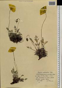 Oreomecon pulvinata subsp. pulvinata, Сибирь, Якутия (S5) (Россия)