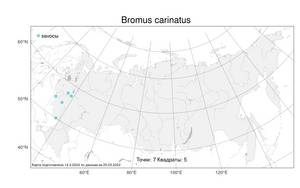 Bromus carinatus, Костер килеватый, Роговик килеватый Hook. & Arn., Атлас флоры России (FLORUS) (Россия)