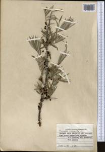 Облепиха крушиновая, Облепиха обыкновенная L., Средняя Азия и Казахстан, Памир и Памиро-Алай (M2) (Киргизия)