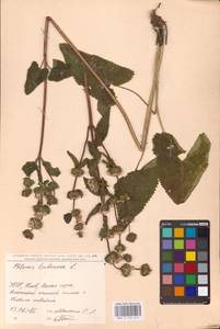 MHA 0 154 213, Зопничек клубненосный (L.) Moench, Восточная Европа, Северо-Украинский район (E11) (Украина)