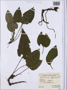 Pulmonaria officinalis L., Западная Европа (EUR) (Болгария)
