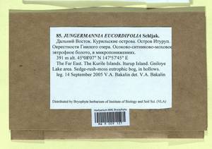 Jungermannia eucordifolia Schljakov, Гербарий мохообразных, Мхи - Дальний Восток (без Чукотки и Камчатки) (B20) (Россия)