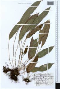 Elaphoglossum hybridum (Bory) Brack., Африка (AFR) (Эфиопия)