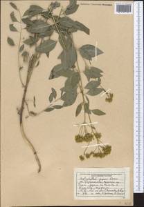 Haplophyllum popovii Korovin, Средняя Азия и Казахстан, Памир и Памиро-Алай (M2) (Таджикистан)