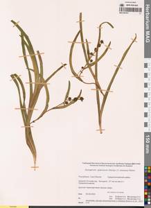 Ежеголовник злаковидный, Ежеголовник злаковый Georgi, Сибирь, Якутия (S5) (Россия)