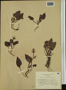 Crepis pygmaea L., Западная Европа (EUR) (Италия)