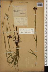 Гвоздика головчатая J.St.-Hil., Кавказ, Ставропольский край, Карачаево-Черкесия, Кабардино-Балкария (K1b) (Россия)