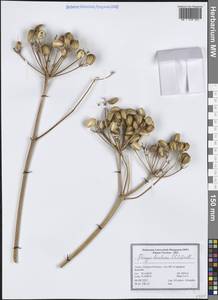 Прангос феруловидный (L.) Lindl., Зарубежная Азия (ASIA) (Турция)