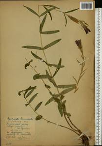 Горечавка легочная L., Восточная Европа, Московская область и Москва (E4a) (Россия)