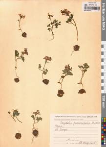 Хохлатка дымянколистная Maxim., Крым (KRYM) (Россия)