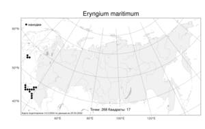 Eryngium maritimum, Синеголовник приморский L., Атлас флоры России (FLORUS) (Россия)