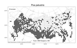 Poa palustris, Мятлик болотный L., Атлас флоры России (FLORUS) (Россия)