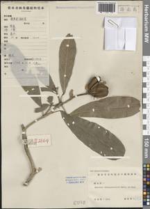 Reevesia thyrsoidea Lindl., Зарубежная Азия (ASIA) (КНР)