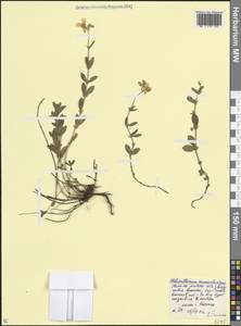 Солнцецвет монетолистный (L.) Mill., Кавказ, Ставропольский край, Карачаево-Черкесия, Кабардино-Балкария (K1b) (Россия)