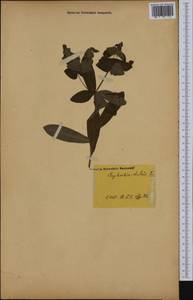 Euphorbia dulcis L., Ботанические сады и дендрарии (GARD) (Россия)