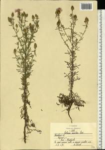 Centaurea stoebe subsp. stoebe, Восточная Европа, Московская область и Москва (E4a) (Россия)