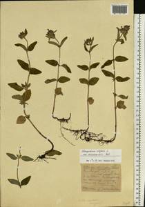 Пахучка обыкновенная L., Восточная Европа, Центральный лесостепной район (E6) (Россия)