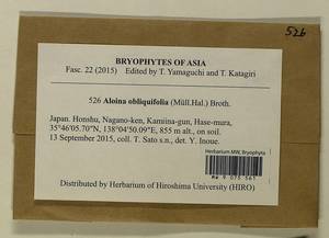 Aloina obliquifolia (Müll. Hal.) Broth., Гербарий мохообразных, Мхи - Азия (вне границ бывшего СССР) (BAs) (Япония)