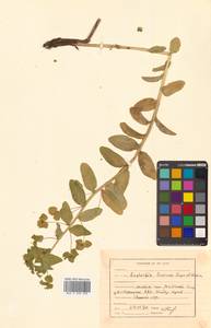 Молочай рощевый Rupr., Сибирь, Дальний Восток (S6) (Россия)