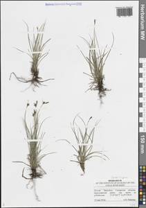 Осока приземистая Willd. ex Wahlenb., Восточная Европа, Средневолжский район (E8) (Россия)