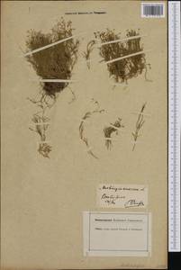 Moehringia muscosa L., Западная Европа (EUR) (Швейцария)