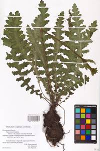 MHA 0 162 289, Мытник скипетровидный L., Восточная Европа, Центральный район (E4) (Россия)