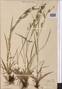 Осока светлая M.Bieb., Средняя Азия и Казахстан, Западный Тянь-Шань и Каратау (M3) (Узбекистан)