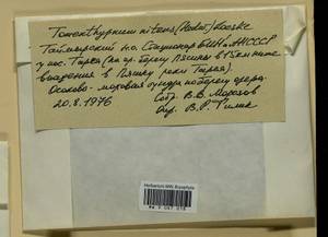 Tomentypnum nitens (Hedw.) Loeske, Гербарий мохообразных, Мхи - Красноярский край, Тыва и Хакасия (B17) (Россия)