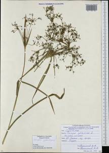 Камыш лесной L., Кавказ, Южная Осетия (K4b) (Южная Осетия)