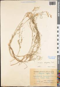 Астрагал пёстрый, Восточная Европа, Нижневолжский район (E9) (Россия)