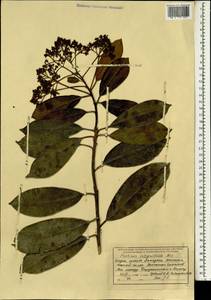 Photinia integrifolia Lindl., Зарубежная Азия (ASIA) (Индия)