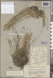 Гвоздика сильноветвистая Pall. ex Poir., Средняя Азия и Казахстан, Прикаспийский Устюрт и Северное Приаралье (M8) (Казахстан)