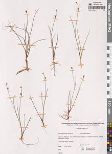 Ситник стигийский L., Сибирь, Чукотка и Камчатка (S7) (Россия)