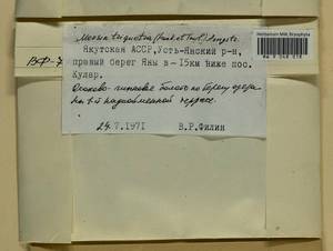 Meesia triquetra (L. ex Jolycl.) Ångstr., Гербарий мохообразных, Мхи - Якутия (B19) (Россия)