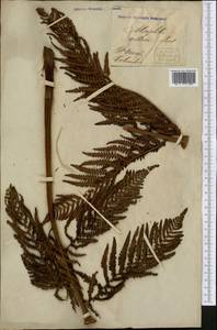 Cyathea villosa Humb. & Bonpl. ex Willd., Америка (AMER) (Колумбия)