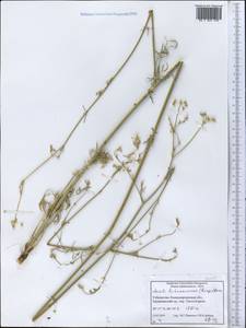 Жабрица леманновская (Bunge) Boiss., Средняя Азия и Казахстан, Памир и Памиро-Алай (M2) (Узбекистан)