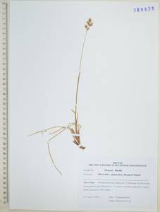 Anthoxanthum monticola (Bigelow) Veldkamp, Сибирь, Дальний Восток (S6) (Россия)