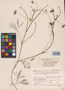 Лютик водяной, Шелковник воляной L., Восточная Европа, Северный район (E1) (Россия)