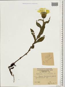 Василек желтофиолевый Willd., Кавказ, Южная Осетия (K4b) (Южная Осетия)